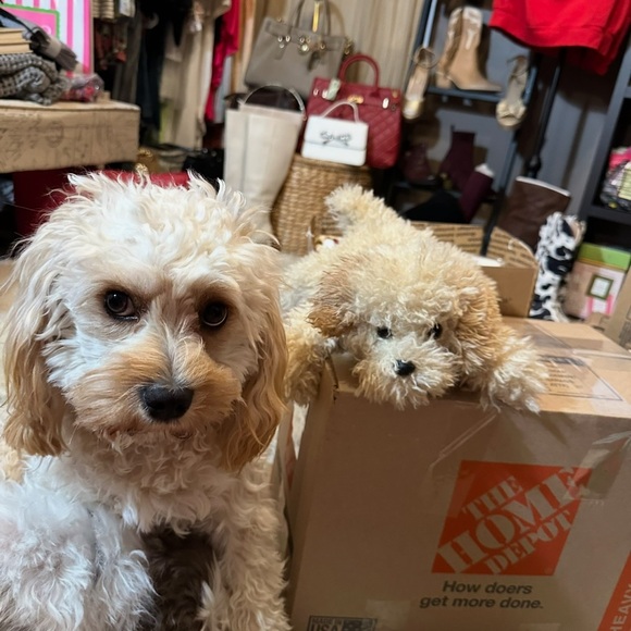 BOUGIEB_COUTURE Live Show Notification - Picture 9 of 16